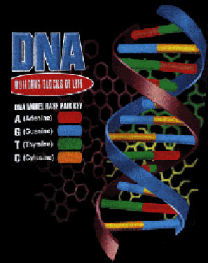 (image for) DNA Building Blocks of Life Shirt - Click Image to Close