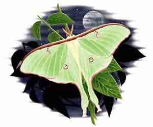 (image for) Luna Moth Shirt - Click Image to Close